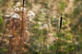 Web weaved by a spider in form of a spiral on a summer meadow