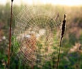 Web weaved by a spider in form of a spiral on a summer meadow