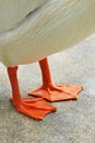 Webbed Feet Royalty Free Stock Photo