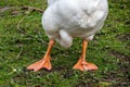 Webbed foot of embden goose Royalty Free Stock Photo