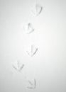 Webbed Footprints in Snow Royalty Free Stock Photo