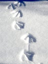 Webbed Footprints in the Snow Royalty Free Stock Photo