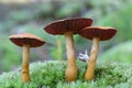 Webcap mushroom cortinarius