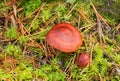 Webcap mushroom. Cortinarius phoeniceus growing among moss