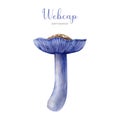 Webcap mushroom hand painted watercolor illustration. Cortinarius forest beautiful fungi. Webcap mushroom isolated on