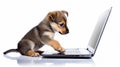 Webcore Illustration: Puppy Playing On Laptop Keyboard