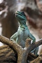 Weber's Sailfin Lizard Royalty Free Stock Photo