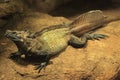 Weber's sailfin lizard Royalty Free Stock Photo