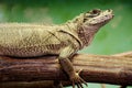 Weber`s sailfin lizard Royalty Free Stock Photo