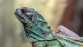 Weber`s sailfin lizard Royalty Free Stock Photo