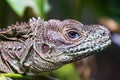 Weber`s sailfin lizard Hydrosaurus weberi