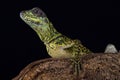 Weber`s sailfin lizard Hydrosaurus weberi Royalty Free Stock Photo