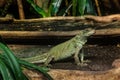 Weber`s Sailfin Lizard - Hydrosaurus weberi Royalty Free Stock Photo