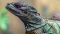 Weber`s sailfin lizard Royalty Free Stock Photo