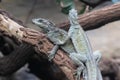 Weber sailfin lizard Royalty Free Stock Photo