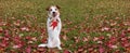 WEBSIDE BANNER AUTUMN DOG. JACK RUSSELL PUPPY STANDING ON TWO HIND LEGS AND LINKING WITH TONGUE OUT ON FALL LEAVES GRASS