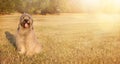 WEBSIDE BANNER HAPPY DOG. PORTRAIT FURRY CATALAN SHEPHERED SITTING ON GRASS IN THE SUMMER HEAT WITH TONGUE OUT