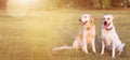 WEBSIDE BANNER TWO FUNNY HAPPY DOGS LABRADOR AND GOLDEN RETRIEVER SITTING IN THE GRASS ON SUMMER HEAT Royalty Free Stock Photo