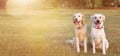 WEBSIDE BANNER TWO HAPPY DOGS LABRADOR AND GOLDEN RETRIEVER SITTING IN THE GRASS ON SUMMER HEAT Royalty Free Stock Photo