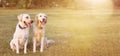 WEBSIDE BANNER TWO HAPPY DOGS LABRADOR AND GOLDEN RETRIEVER SITTING IN THE YELLOW GRASS ON SUMMER HEAT Royalty Free Stock Photo