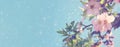 website banner background of of spring white cherry blossoms tree. selective focus. Royalty Free Stock Photo