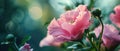 Website Banner Focuses On Closeup Of Pink Eustoma Flowera Heartshaped Formation Naturally Occurring