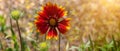 Website header red Zinnia flower meadow. Amazing wild flower wallpaper. Beautiful nature copy space floral greeting card