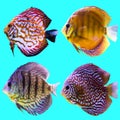 Four aquarium fish. Isolated photo on blue background. Royalty Free Stock Photo