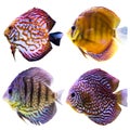 Four aquarium fish. Isolated photo on white background. Royalty Free Stock Photo