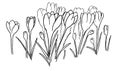 Webvector illustration of a group of crocuses. spring first flowers. primroses. great design for any purposes. Outline flowers.