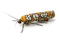 Webworm Moth