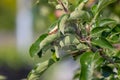 Webworms on tree branch, Apple Tree Royalty Free Stock Photo