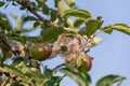 Webworms on tree branch, Apple Tree Royalty Free Stock Photo