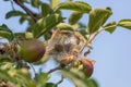 Webworms on tree branch, Apple Tree Royalty Free Stock Photo