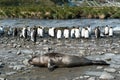 Weddel seal and juvenile king penguins - Aptenodytes patagonicus - on sunny day in South Georgia.