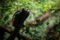 Weddell\'s Saddle-back Tamarin monkey Royalty Free Stock Photo