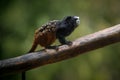 Weddell\'s Saddle-back Tamarin monkey Royalty Free Stock Photo