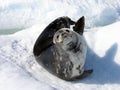 A Weddell Seal Royalty Free Stock Photo