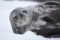 Weddell seal of Antarctica Royalty Free Stock Photo