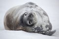 Weddell seal of Antarctica