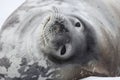 Weddell seal, Antarctica Royalty Free Stock Photo