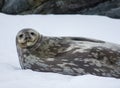 Weddell Seal Antarctica