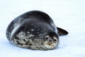 Weddell seal in Atartica