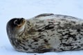 Weddell seal in Atartica