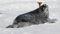 Weddell seal baby at Christmas Royalty Free Stock Photo