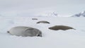 Weddell seal baby play muzzle close-up view Royalty Free Stock Photo