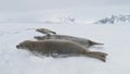 Weddell seal baby play muzzle close-up view Royalty Free Stock Photo