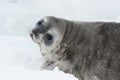 Weddell seal baby who is lying on ice turning his head