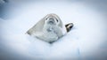 Weddell seal cub relaxes happily on an iceberg in the Antarctic peninsula.