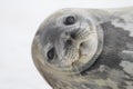 Weddell Seal, Cuverville Island, Antarctica Royalty Free Stock Photo